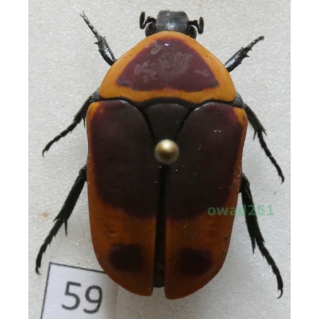Pachnoda marginata peregrina Kolbe, 1906 ex. ovo Czad59
